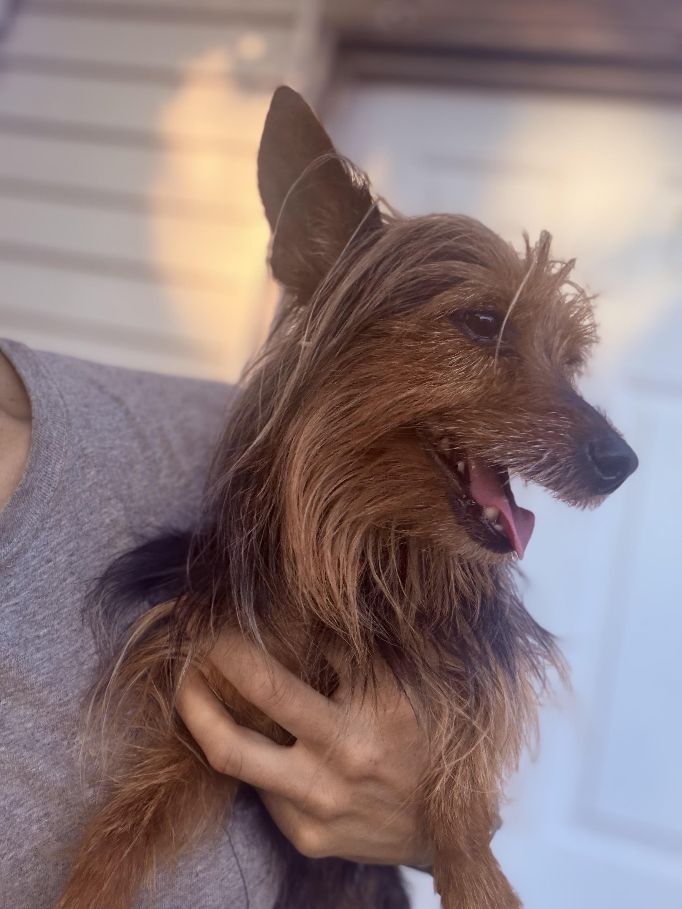 Sir Didymus, Adoptable, Adult Male Yorkshire Terrier.