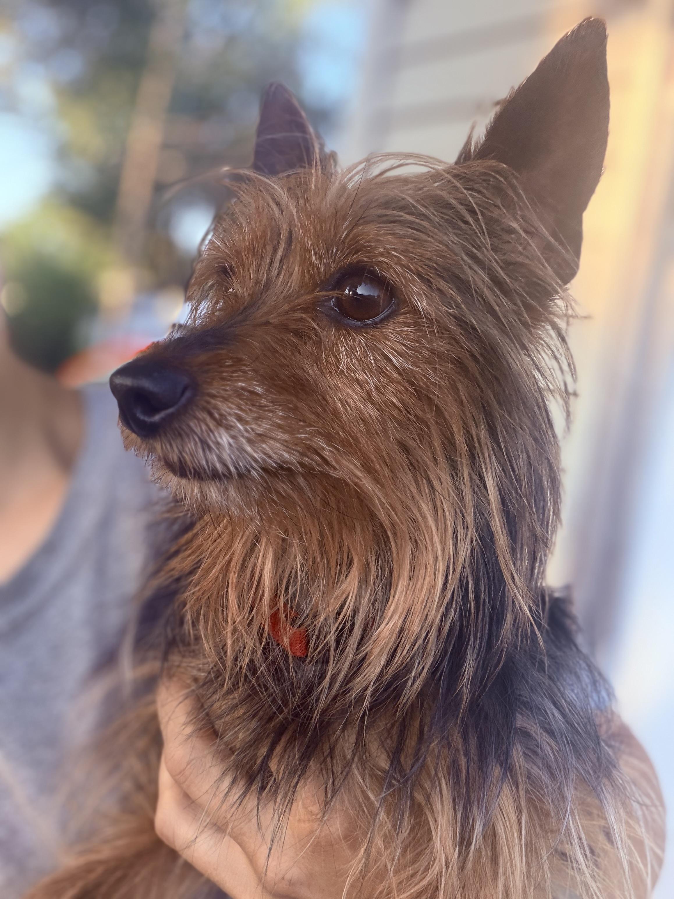 Sir Didymus, a Adoptable Yorkshire Terrier in Troy, MI image 2/3