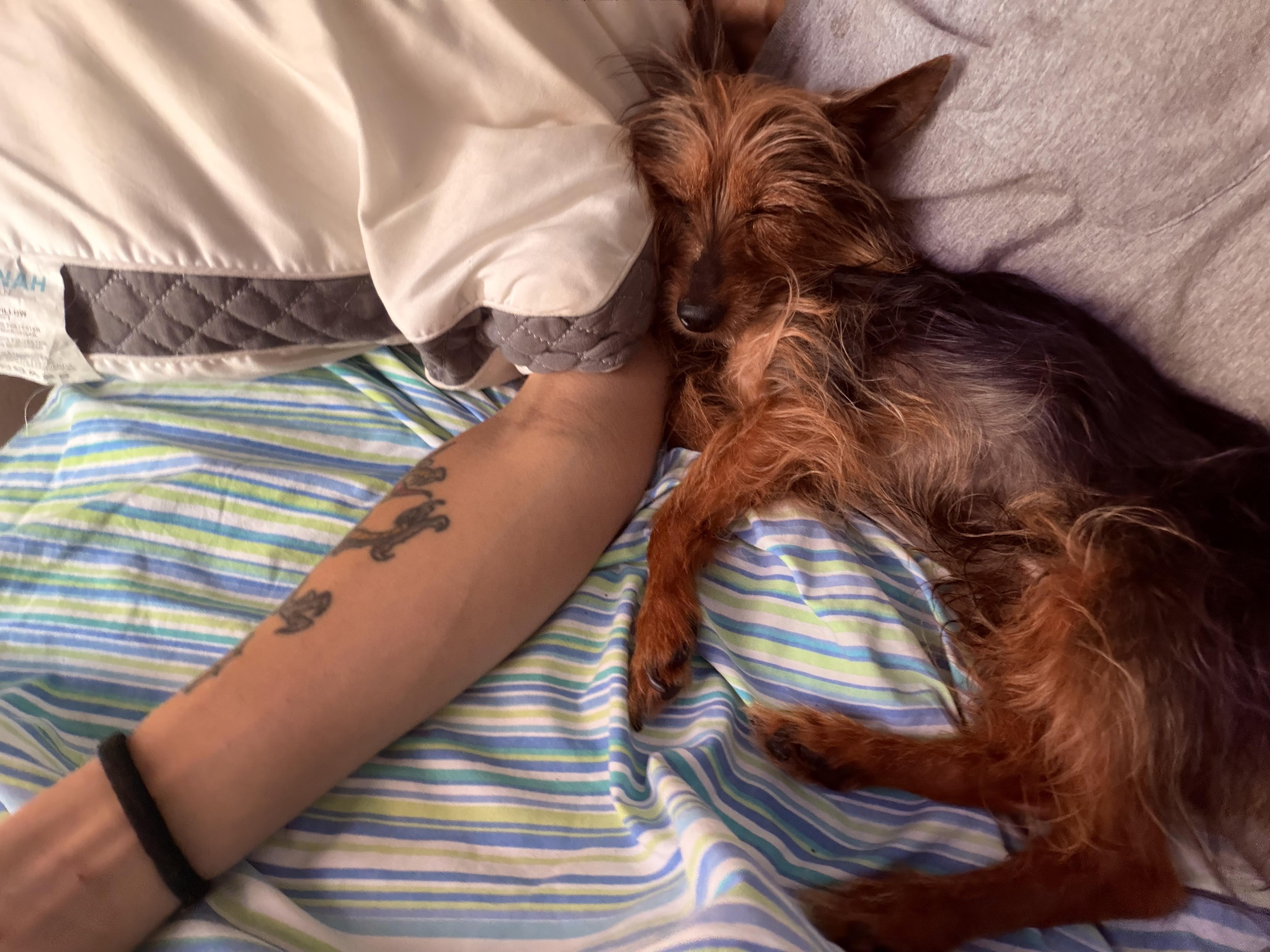 Sir Didymus, a Adoptable Yorkshire Terrier in Troy, MI image 3/3
