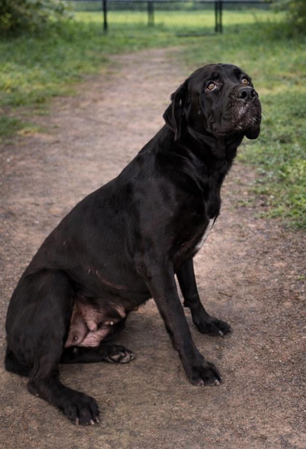 Black Berry, Adoptable, Adult Female Labrador Retriever.