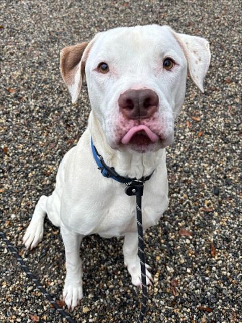 Enlarge SILVER LINING, a Adoptable mixed breed in Lincolnton, NC image 1/1