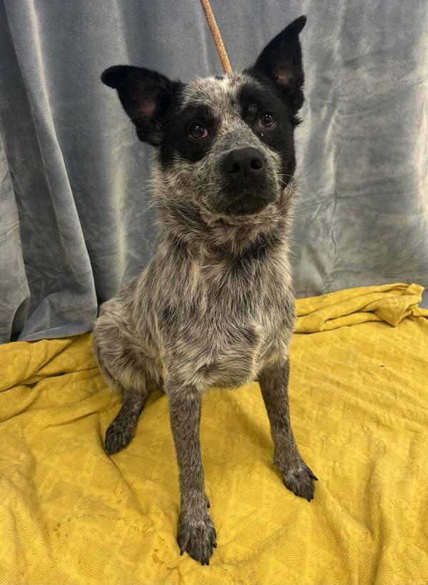 Enlarge Shadow, a Adoptable mixed breed in Osage Beach, MO image 1/2