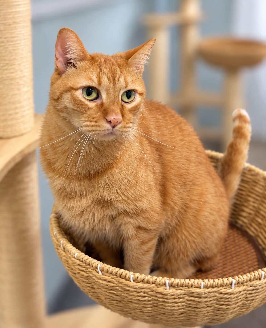 Gavin, Adoptable, Adult Male Domestic Short Hair.