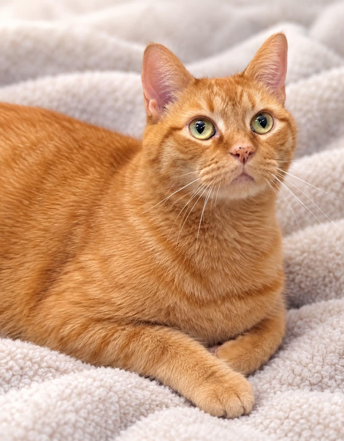 Enlarge Gavin, a Adoptable Domestic Short Hair in Millington, TN image 2/4