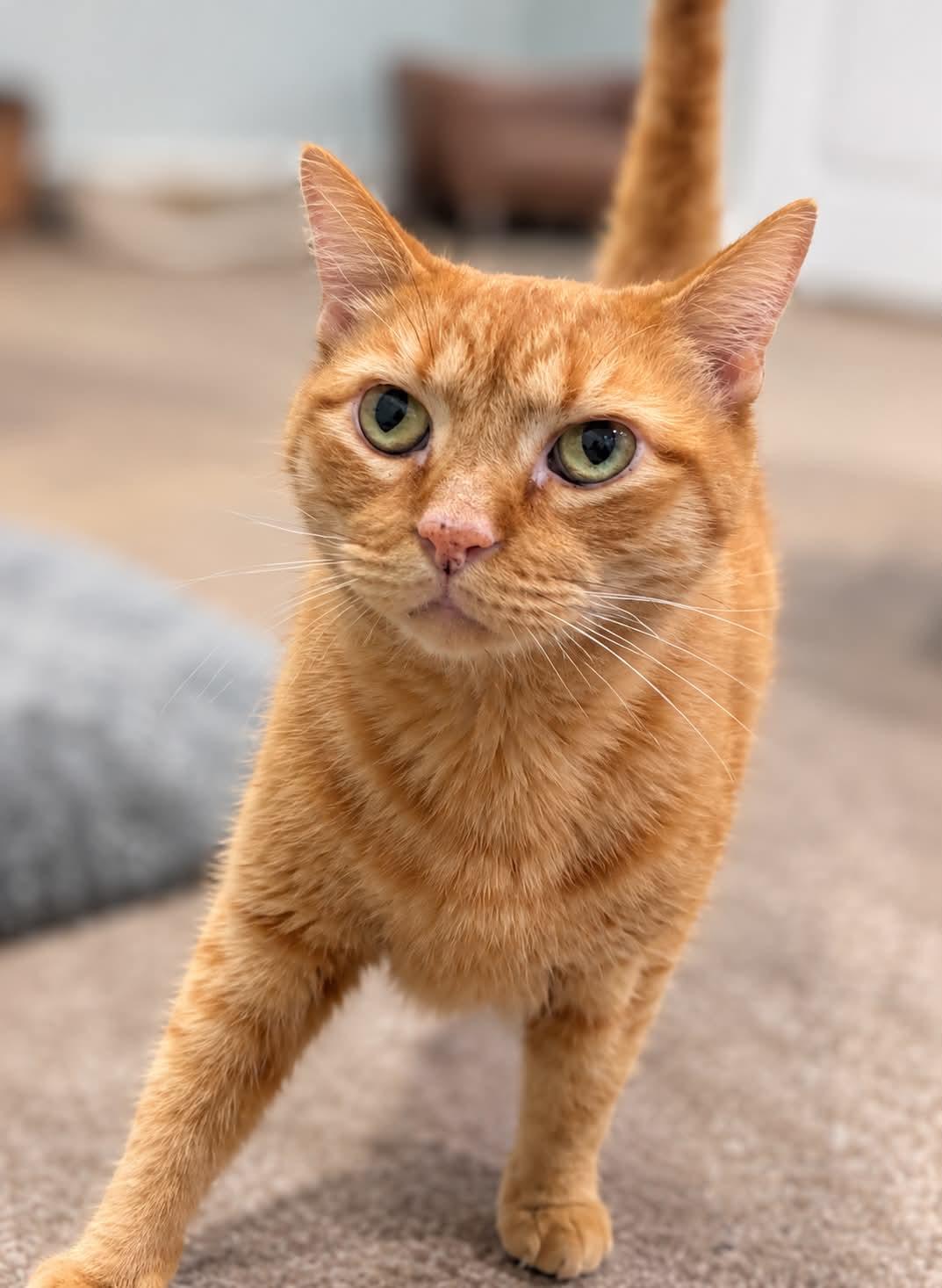 Enlarge Gavin, a Adoptable Domestic Short Hair in Millington, TN image 3/4