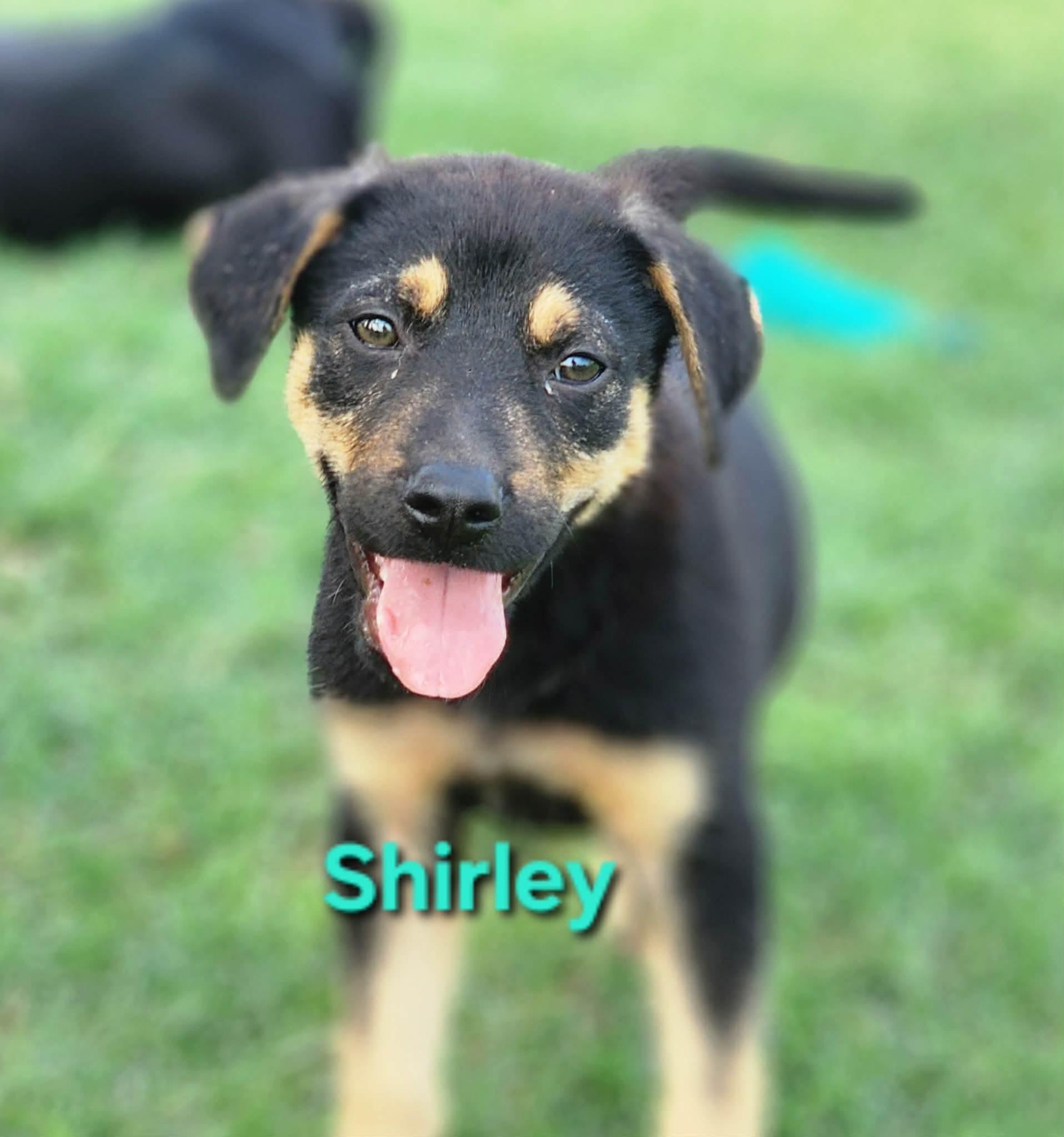 Enlarge Shirley , a Adoptable mixed breed in Pittsburgh, PA image 1/6