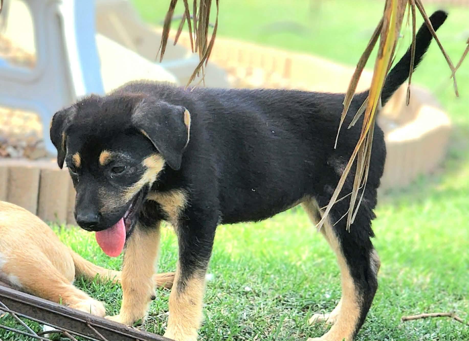 Enlarge Shirley , a Adoptable mixed breed in Pittsburgh, PA image 5/6