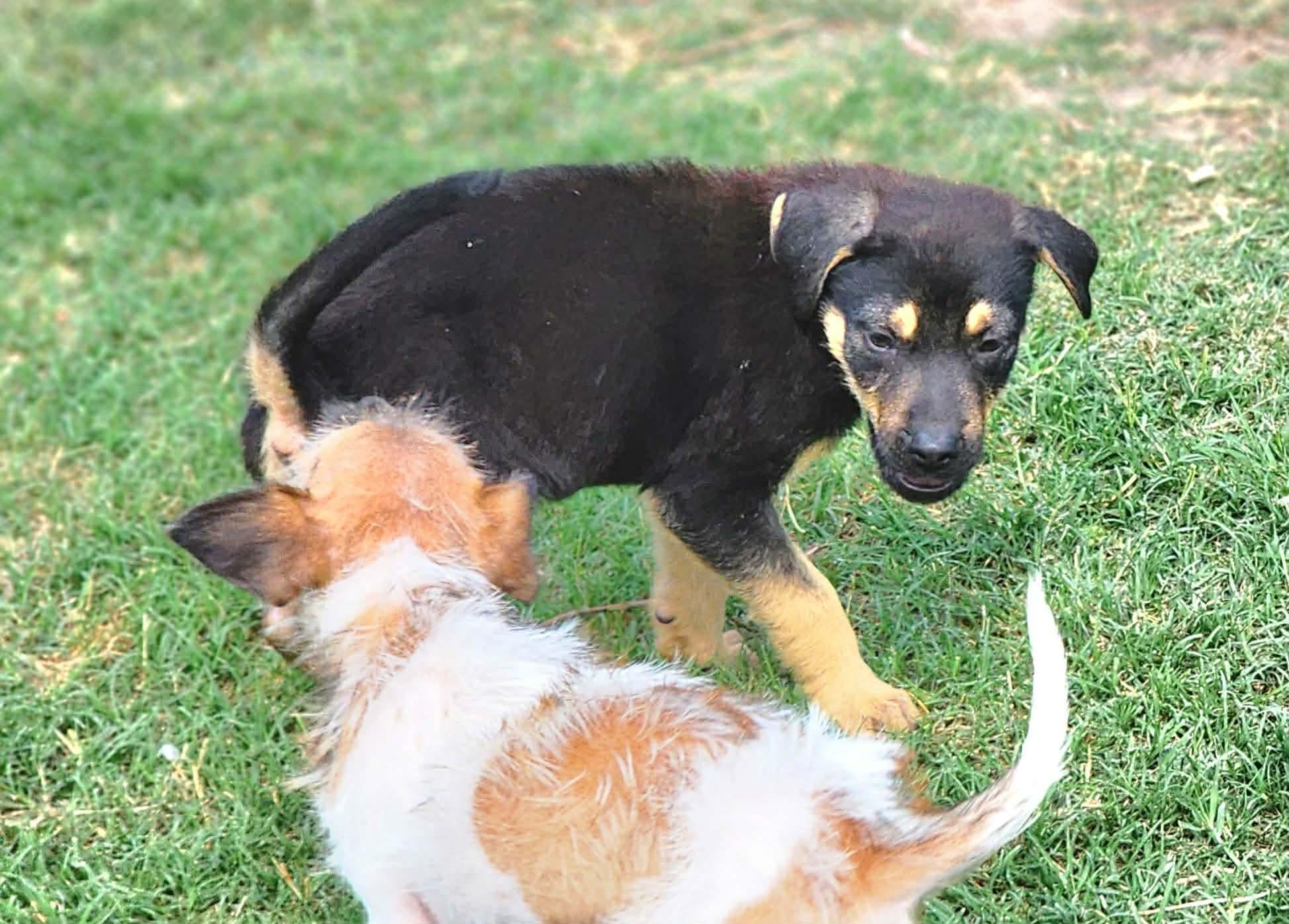 Enlarge Shirley , a Adoptable mixed breed in Pittsburgh, PA image 6/6