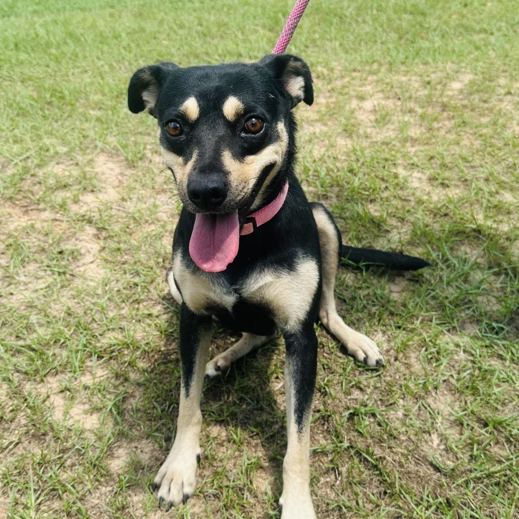 Naomi, Adoptable, Adult Female Doberman Pinscher & English Bulldog.