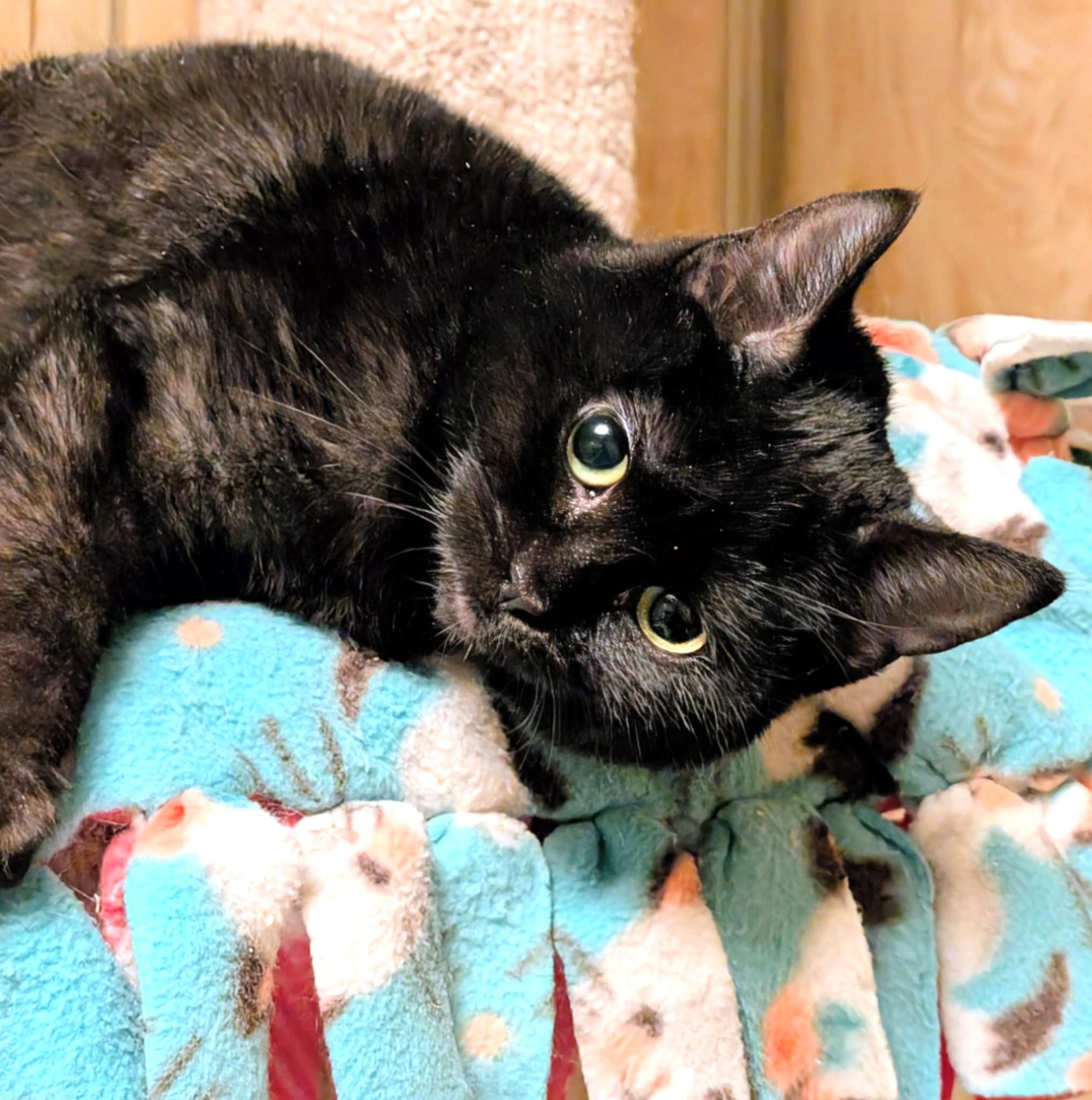 Suki & Binx, Sweethearts!, ADOPTABLE, Kitten Female Domestic Short Hair.