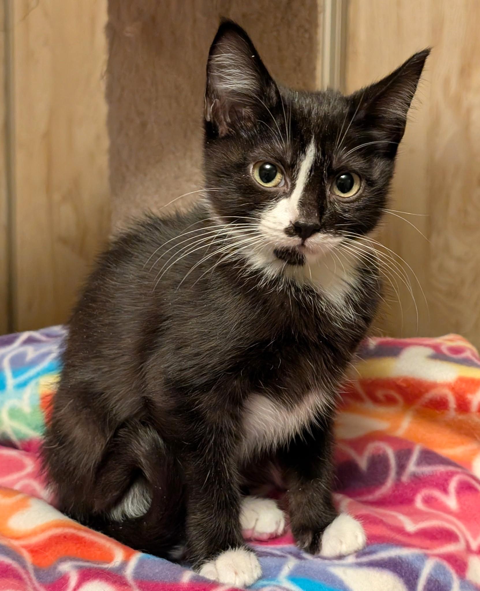 Suki & Binx, Sweethearts!, a ADOPTABLE Domestic Short Hair in Newport, WA image 2/6
