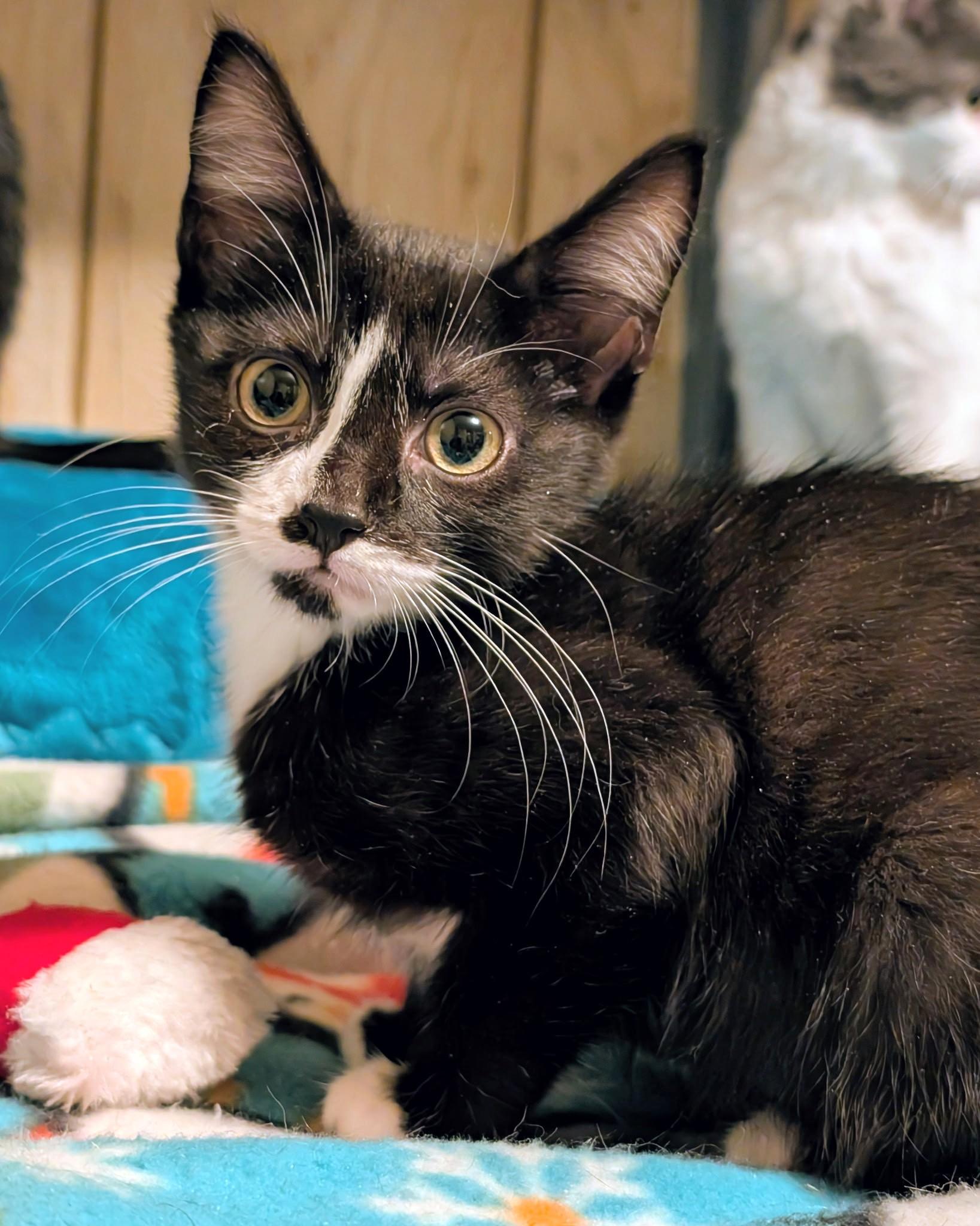 Suki & Binx, Sweethearts!, a ADOPTABLE Domestic Short Hair in Newport, WA image 4/6