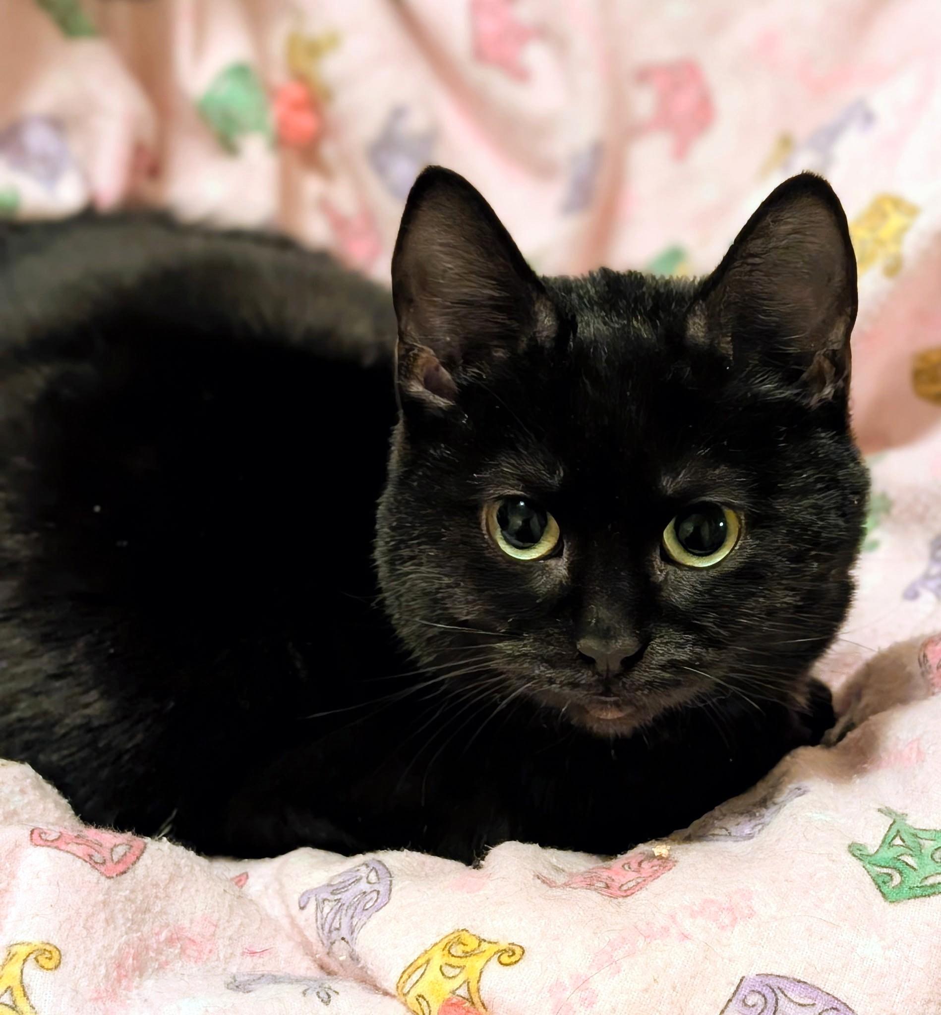 Suki & Binx, Sweethearts!, a ADOPTABLE Domestic Short Hair in Newport, WA image 5/6