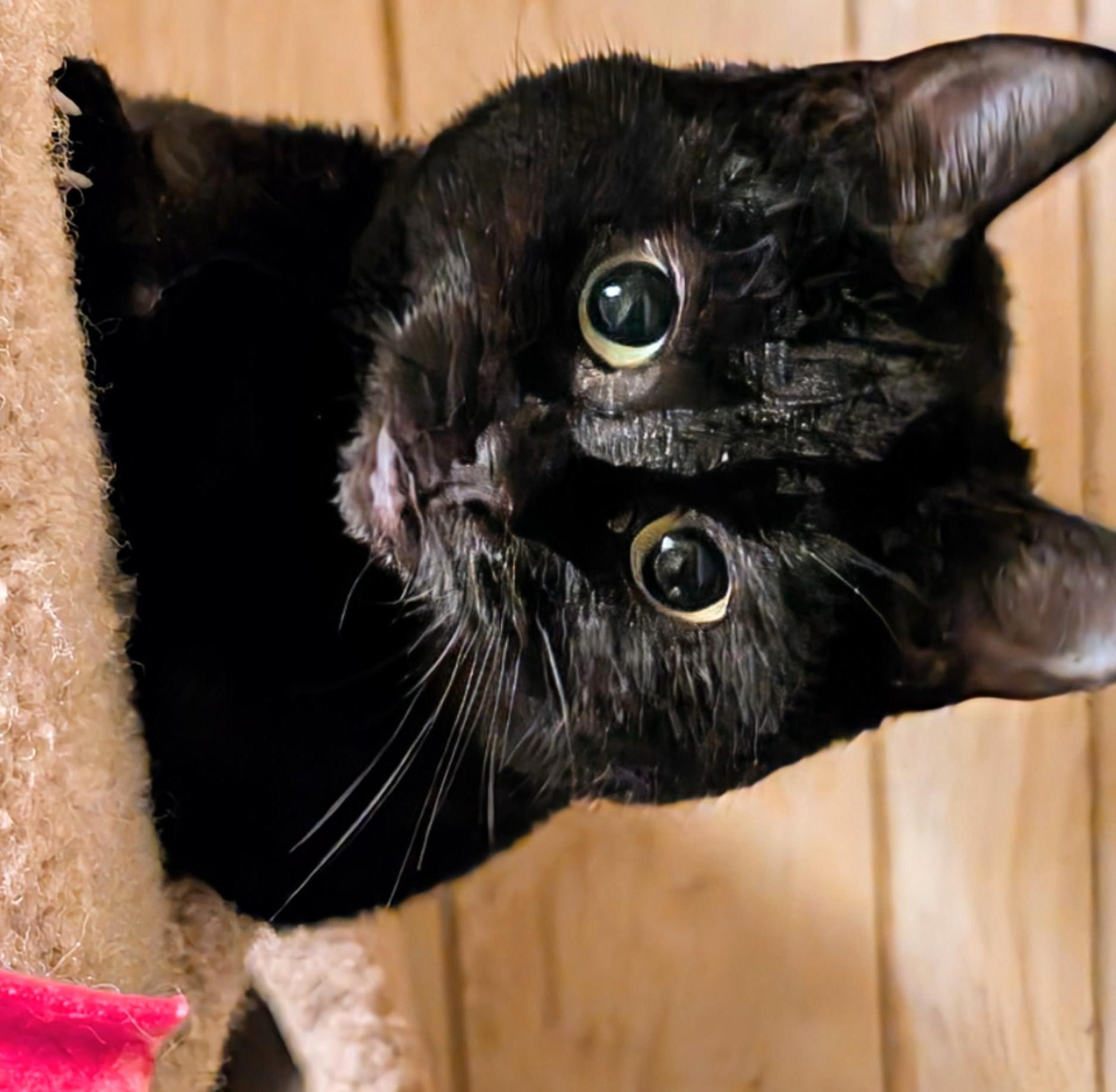 Suki & Binx, Sweethearts!, a ADOPTABLE Domestic Short Hair in Newport, WA image 6/6
