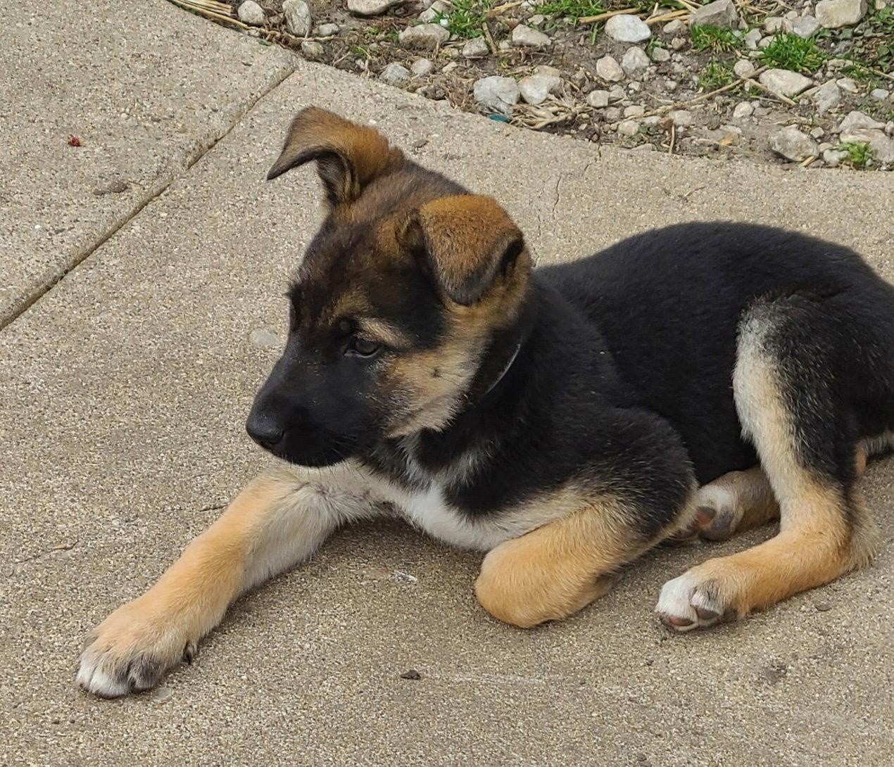Gigi CA, Adoptable, Puppy Female Shepherd.