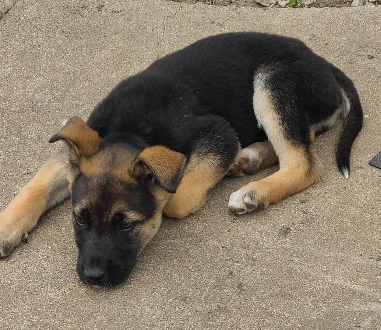 Enlarge Gigi CA, a Adoptable Shepherd in Hillside, IL image 3/3