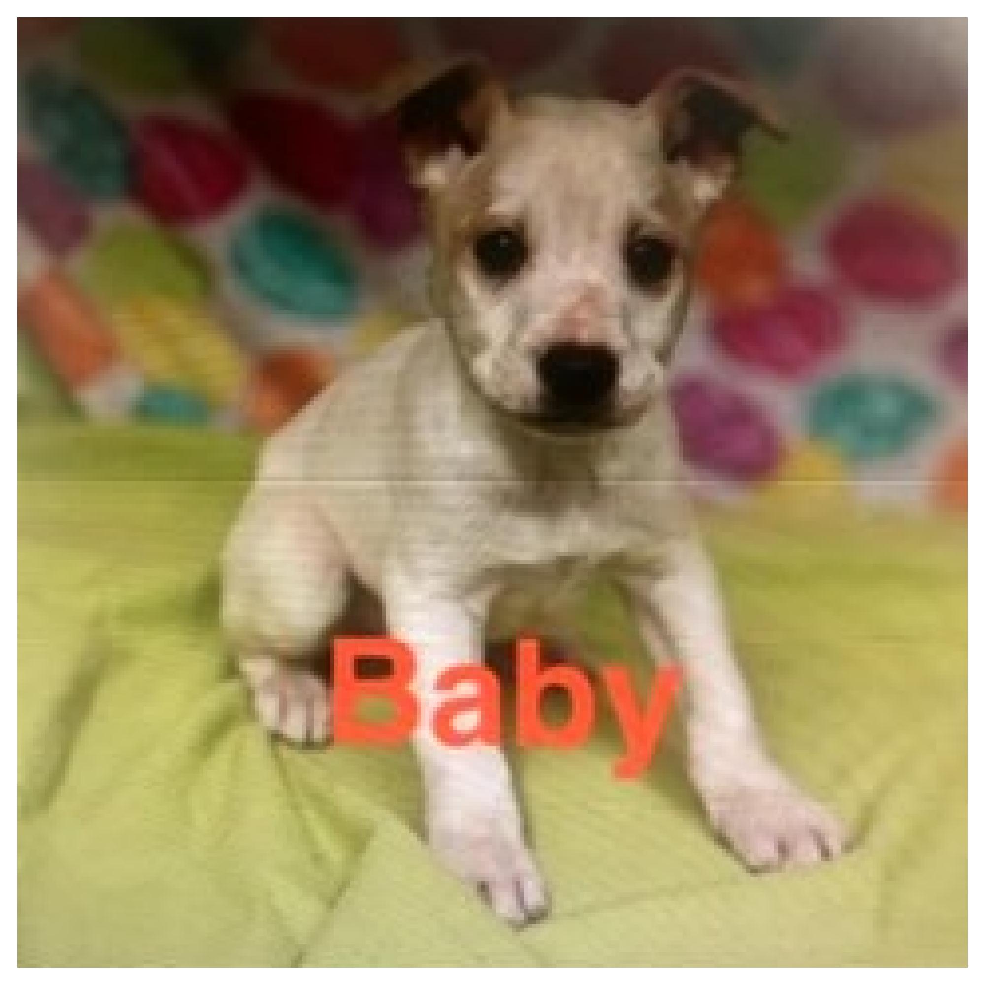 Enlarge Baby, an adopted mixed breed in Eustis, FL image 2/2