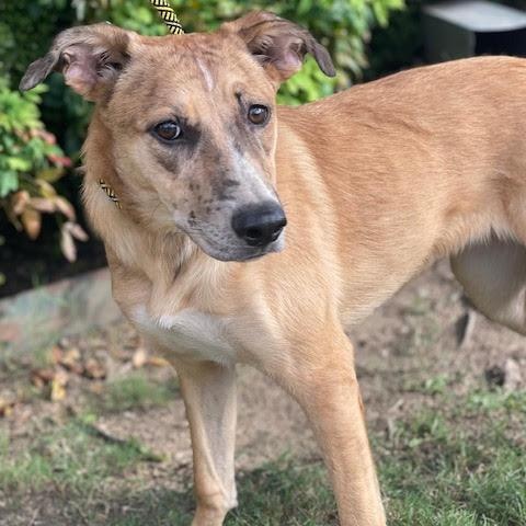 Nika, a Adoptable mixed breed in Monticello, MN image 3/6