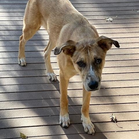 Nika, a Adoptable mixed breed in Monticello, MN image 4/6