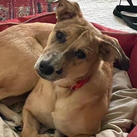 Nika, Adoptable, Young Female Mixed Breed.