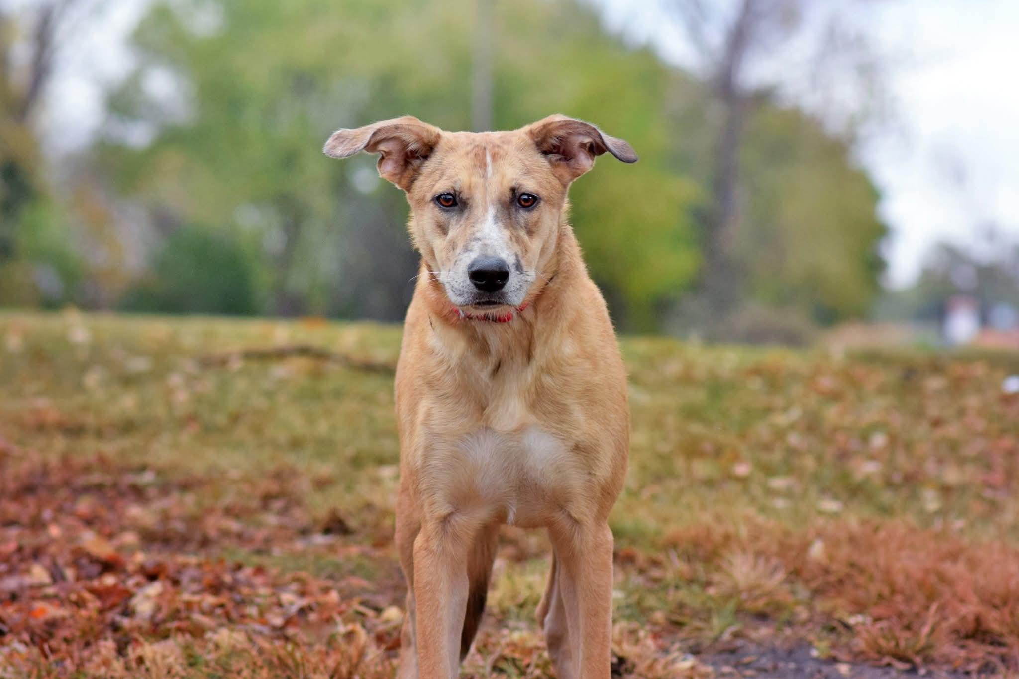 Nika, a Adoptable mixed breed in Monticello, MN image 2/6
