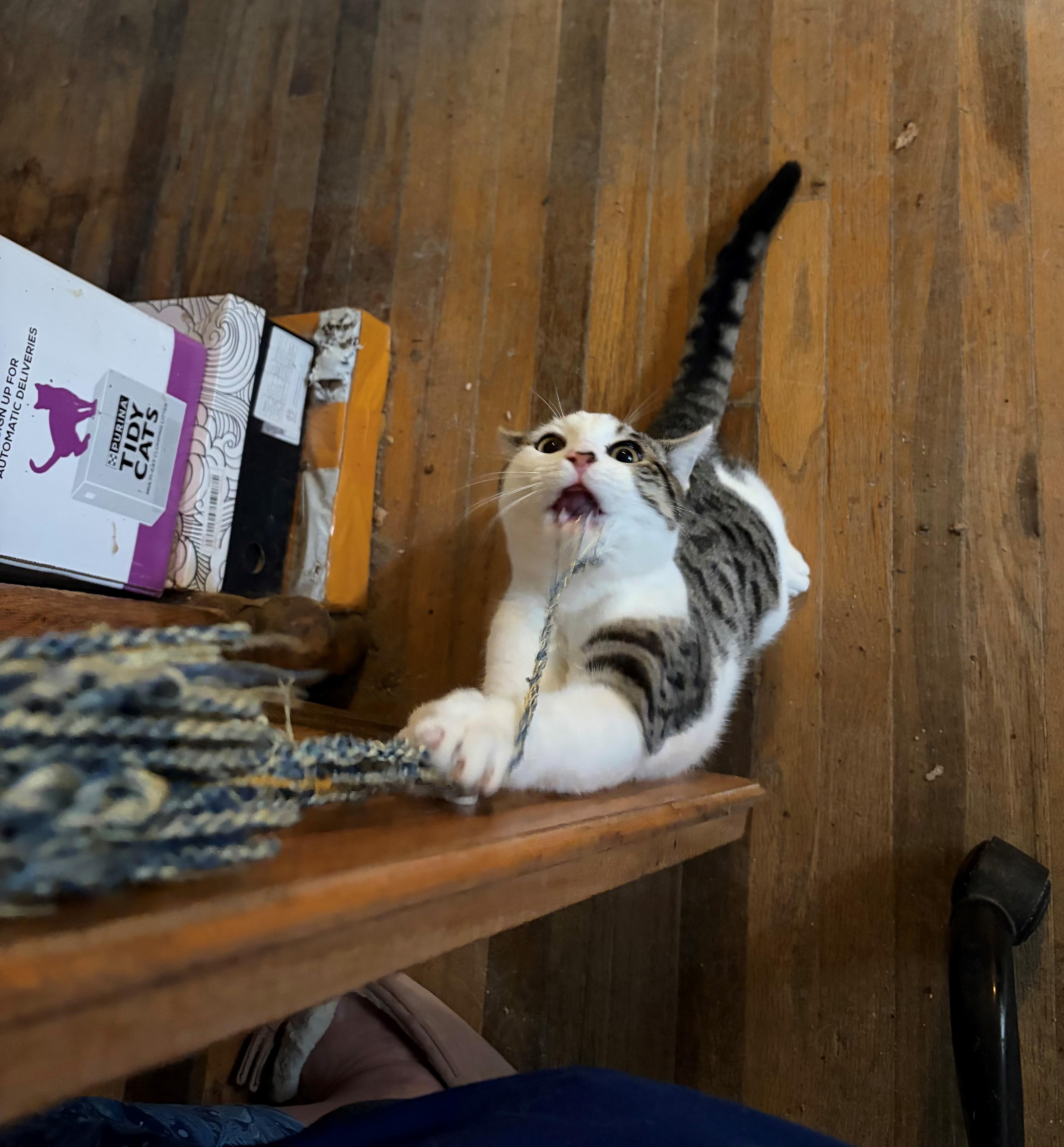 Sammy, a ADOPTABLE mixed breed in Oakland, CA image 3/4