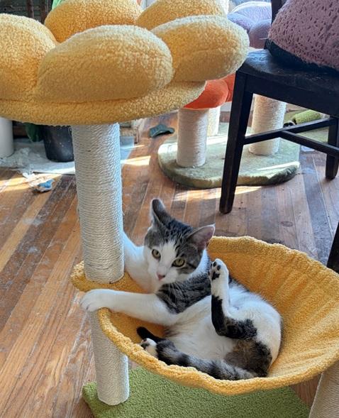 Sammy, ADOPTABLE, Young Male Tabby.