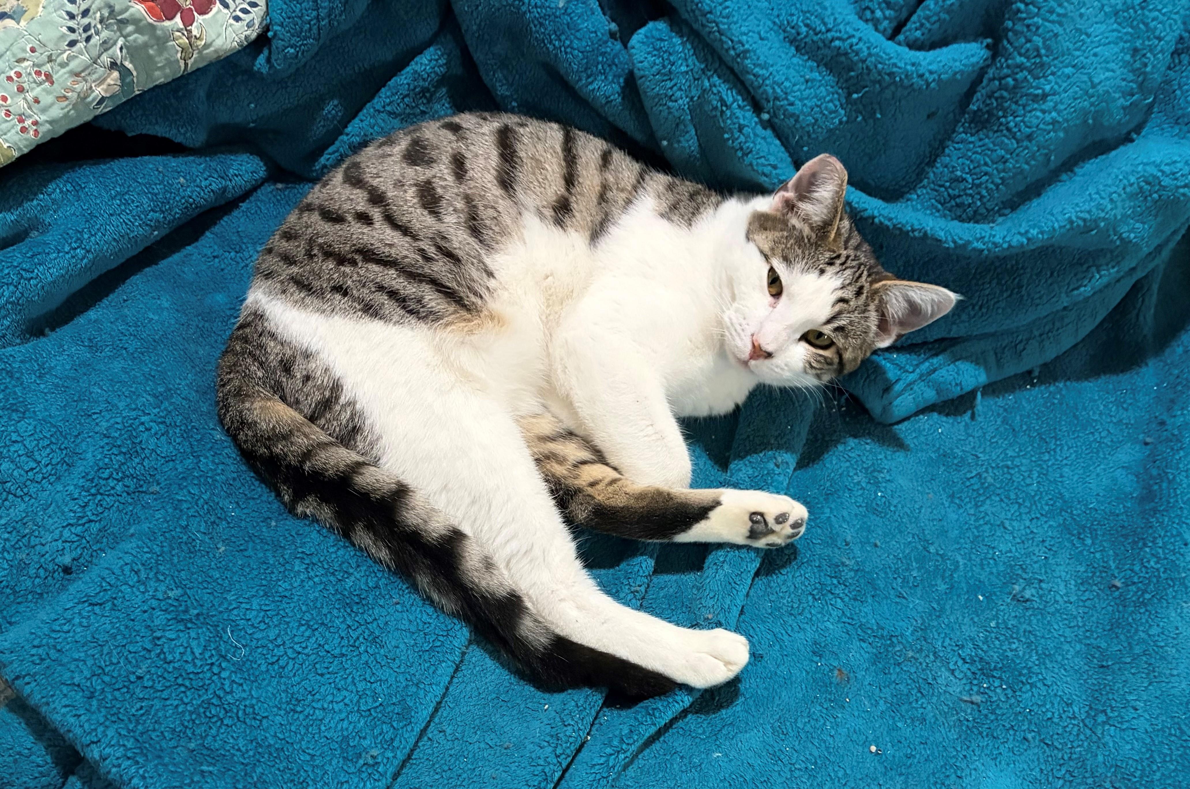 Sammy, a ADOPTABLE mixed breed in Oakland, CA image 4/4