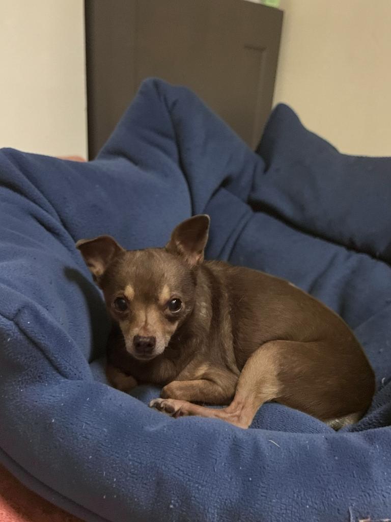 Enlarge Leo, a Adoptable Chihuahua in San Antonio, TX image 2/4