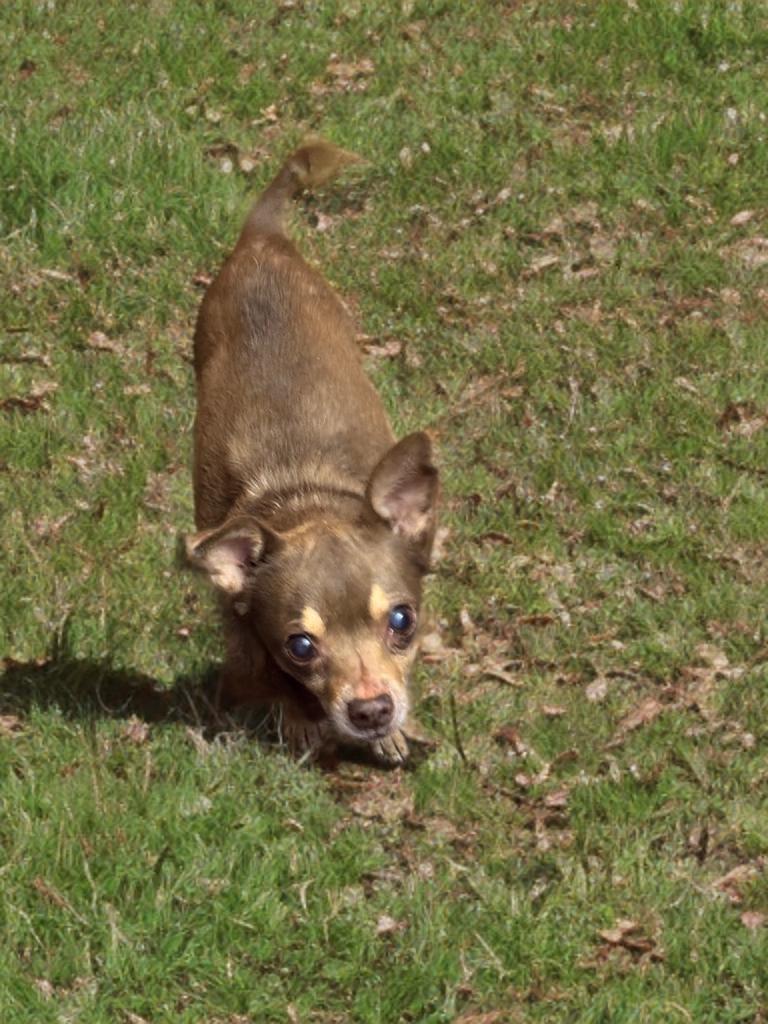 Enlarge Leo, a ADOPTABLE Chihuahua in San Antonio, TX image 1/1