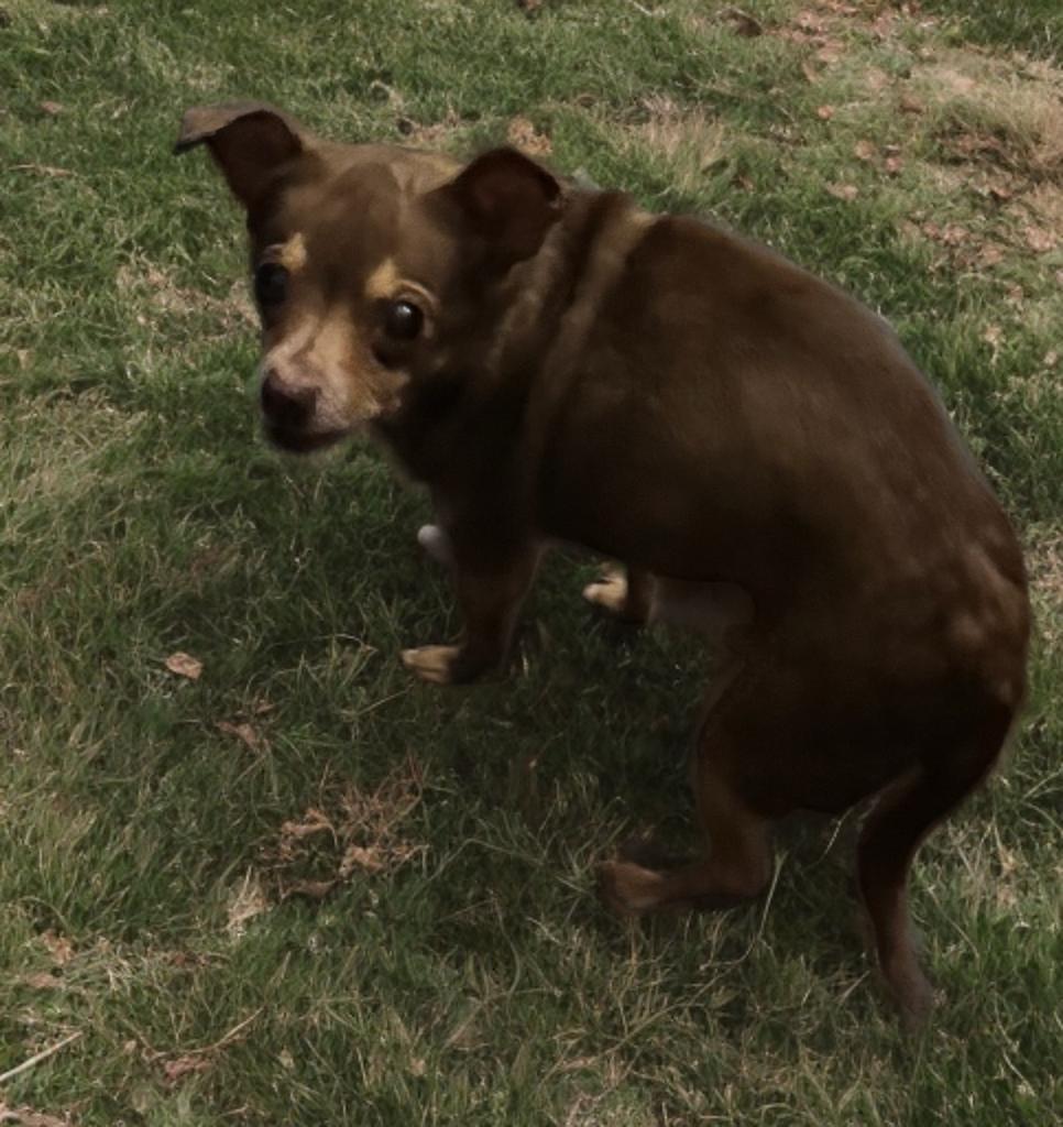 Enlarge Leo, a Adoptable Chihuahua in San Antonio, TX image 4/4