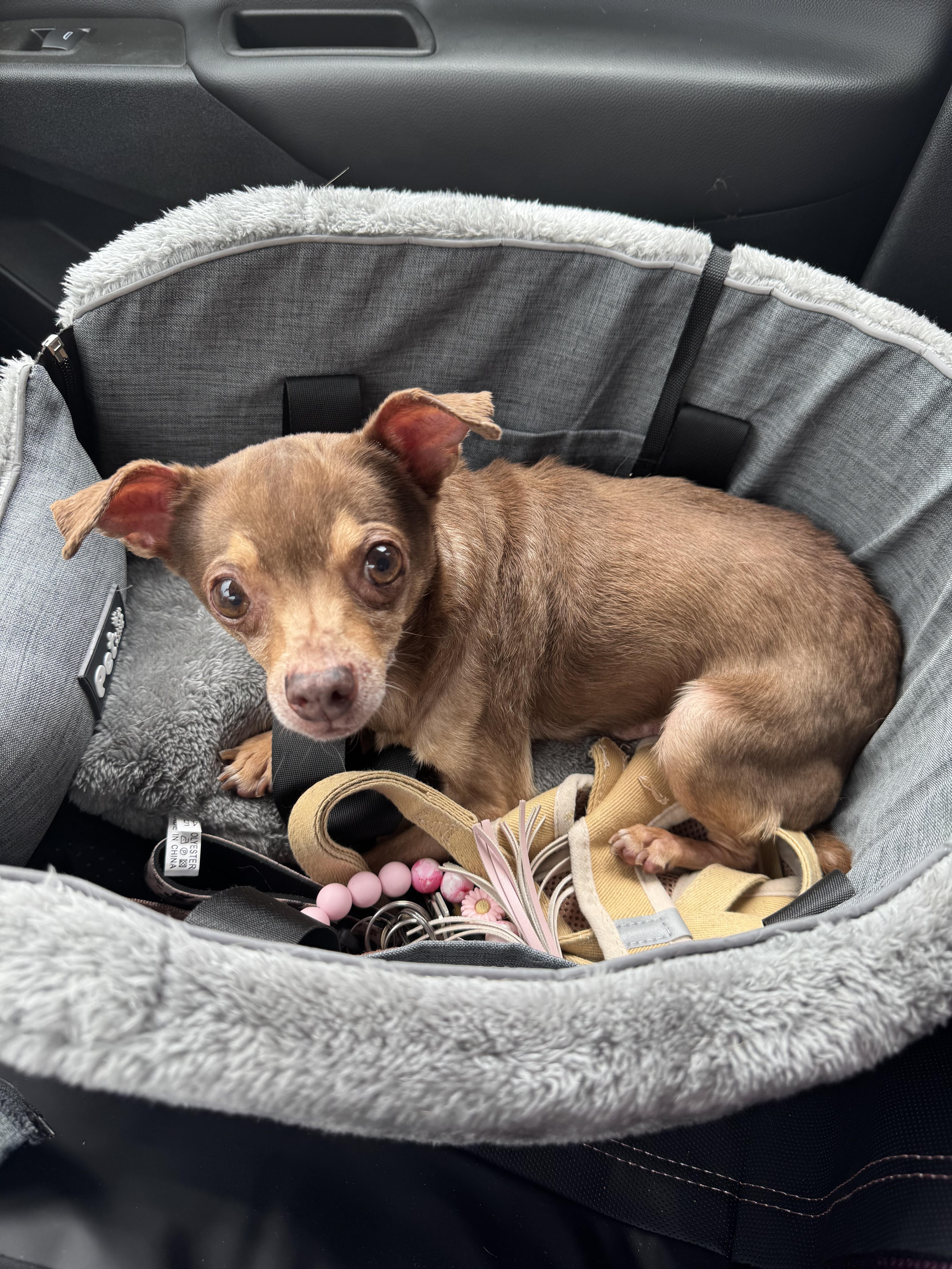 Enlarge Leo, an adoptable Chihuahua in San Antonio, TX image 2/2