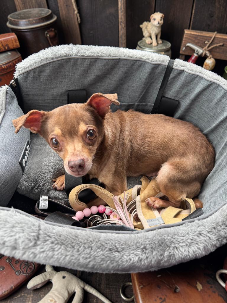 Enlarge Leo, a Adoptable Chihuahua in San Antonio, TX image 3/4
