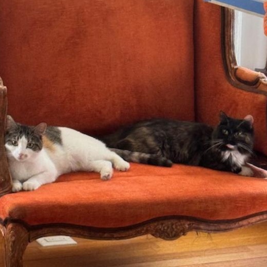 Zsa Zsa and Ava - Bonded Sisters