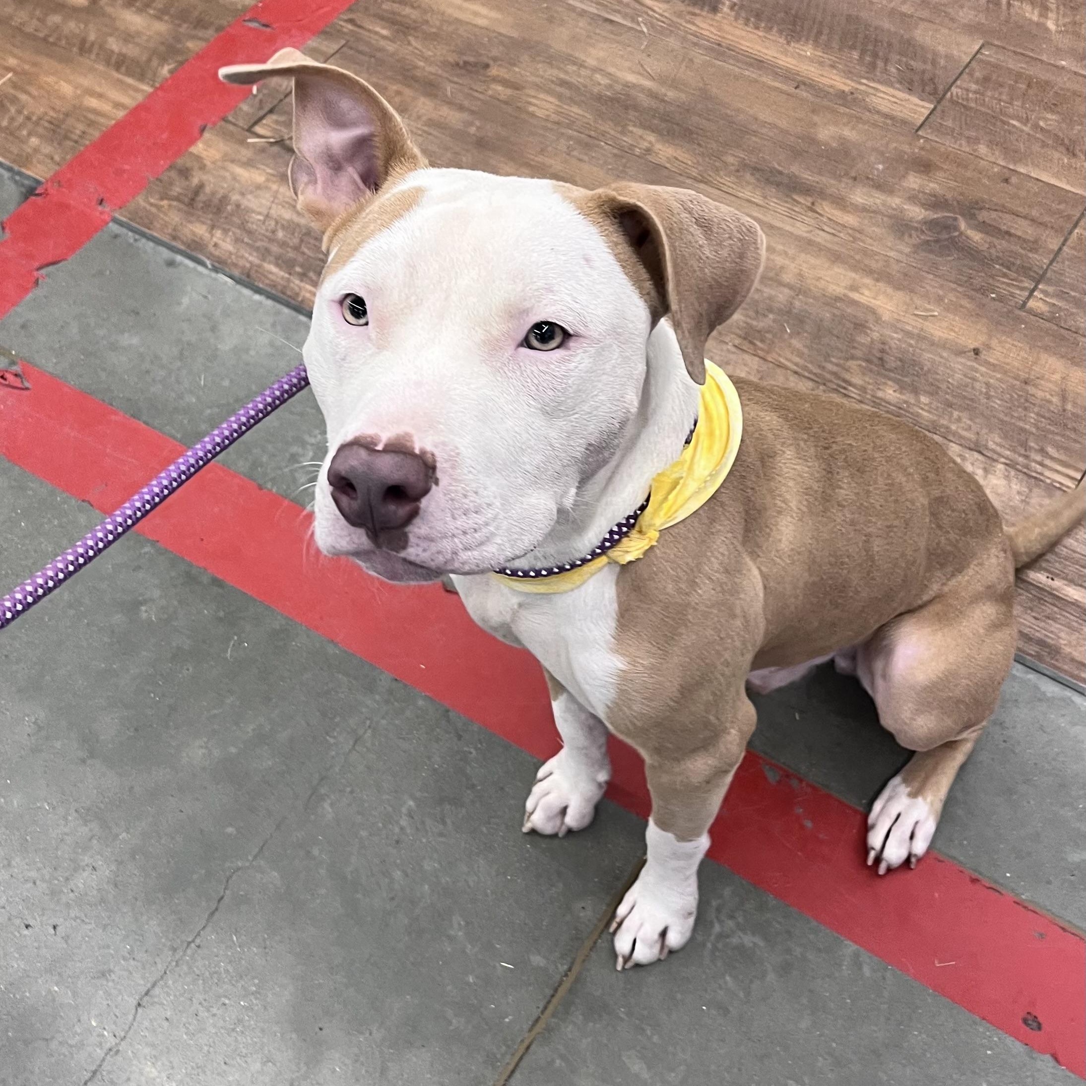 COSMO (Smart, Friendly, Happy, Loving, Energetic, Sweet, Good with Dogs/Kids) See New Picture