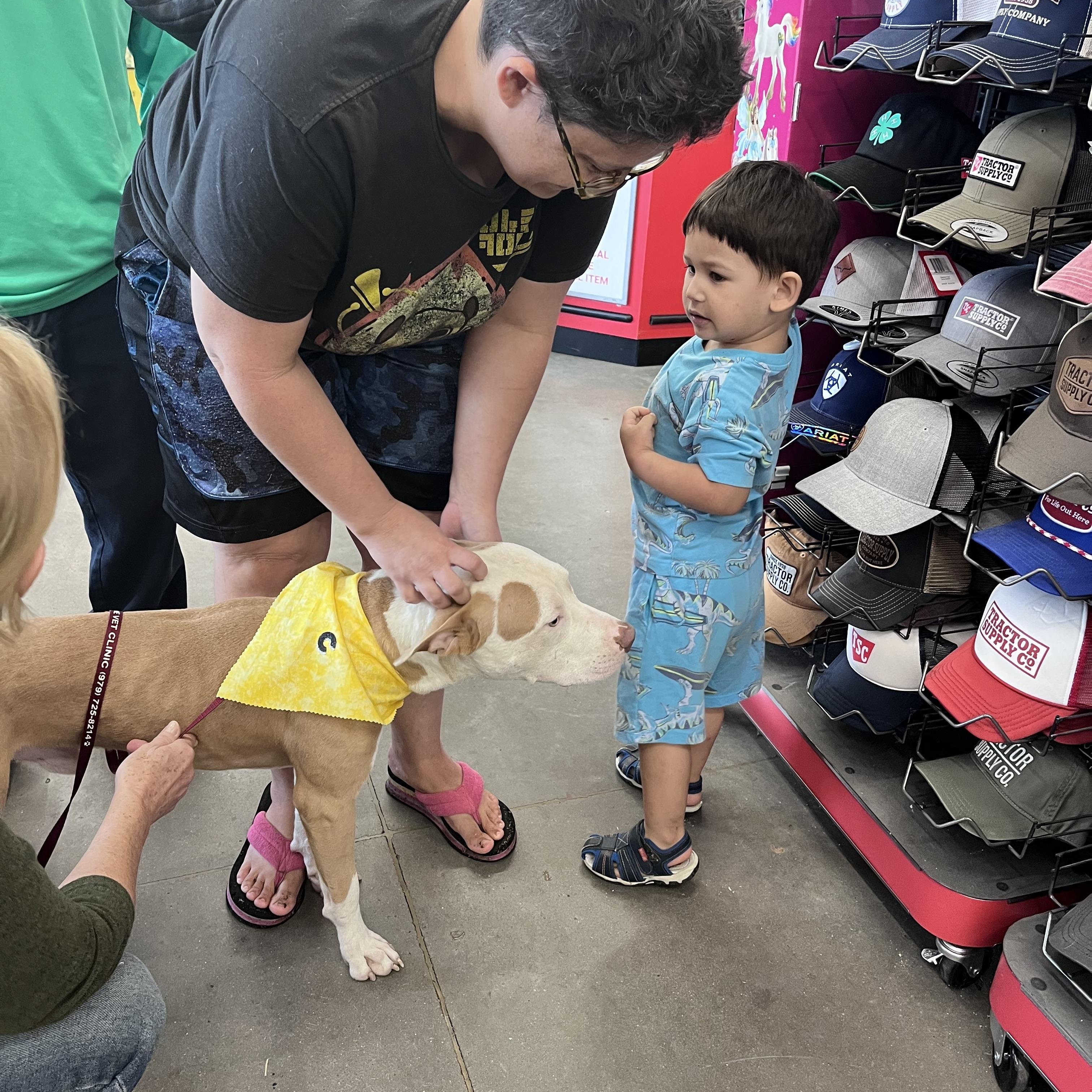 COSMO (Smart, Friendly, Happy, Loving, Energetic, Sweet, Good with Dogs/Kids) See New Picture — thumbnail 4