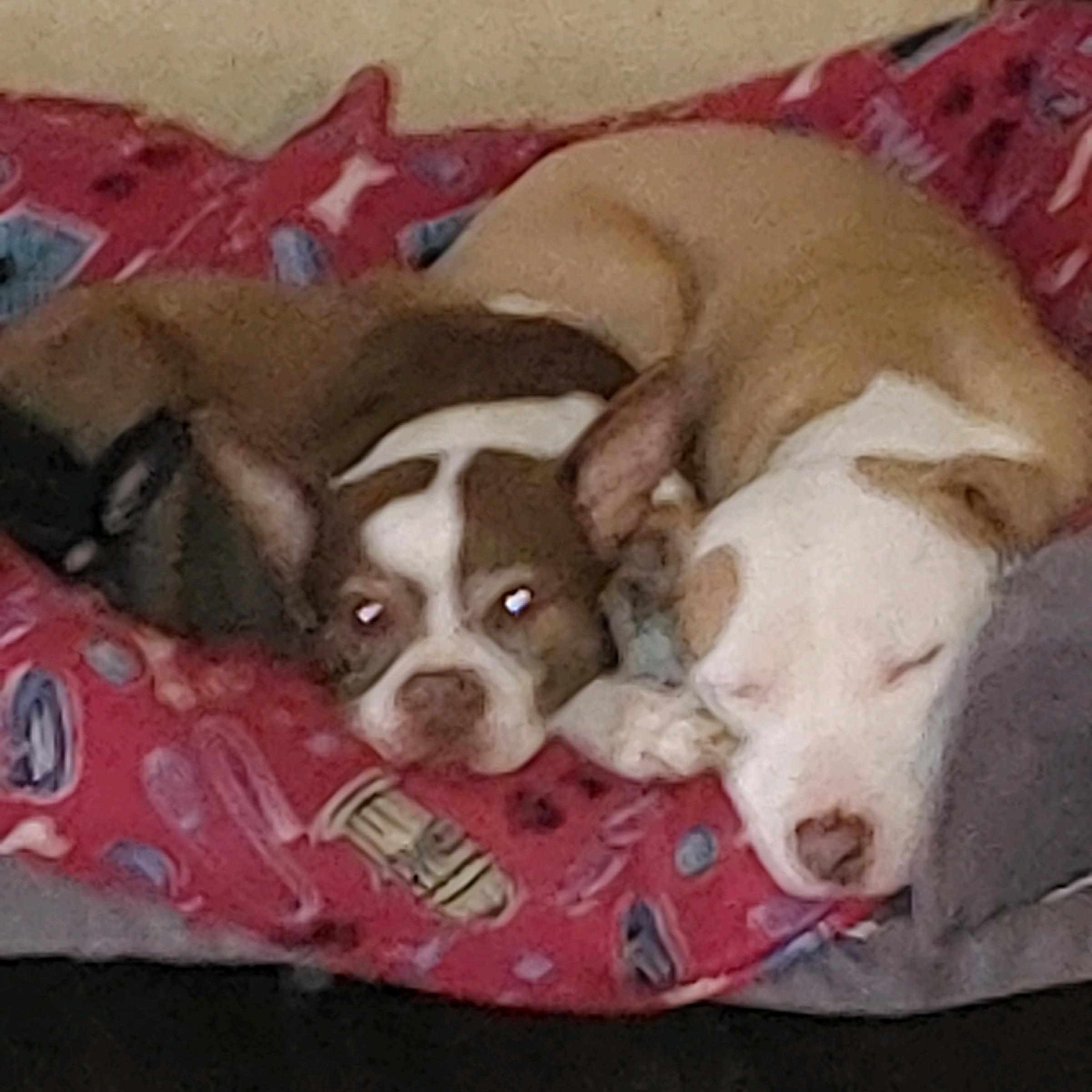 COSMO (Smart, Friendly, Happy, Loving, Energetic, Sweet, Good with Dogs/Kids) See New Picture — thumbnail 5