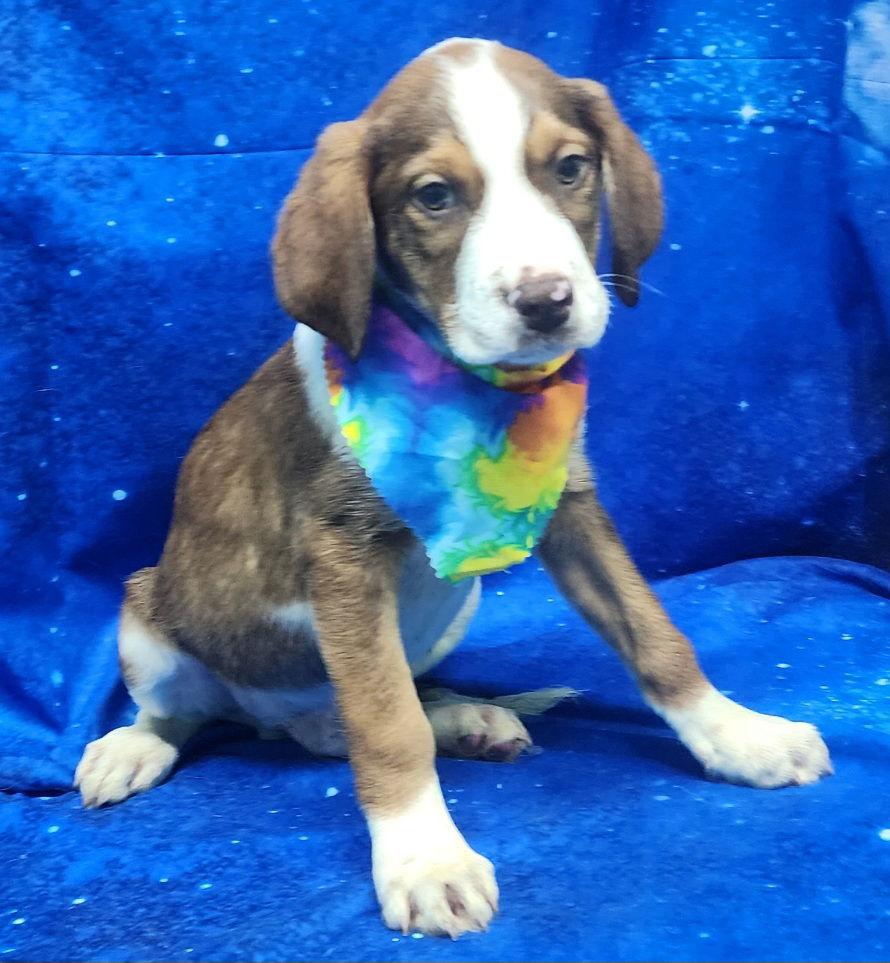 260304 Howler — thumbnail 2