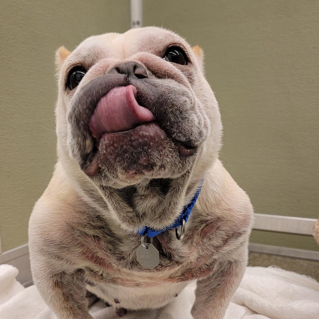 Sassy Pants, Adoptable, Adult Female English Bulldog.