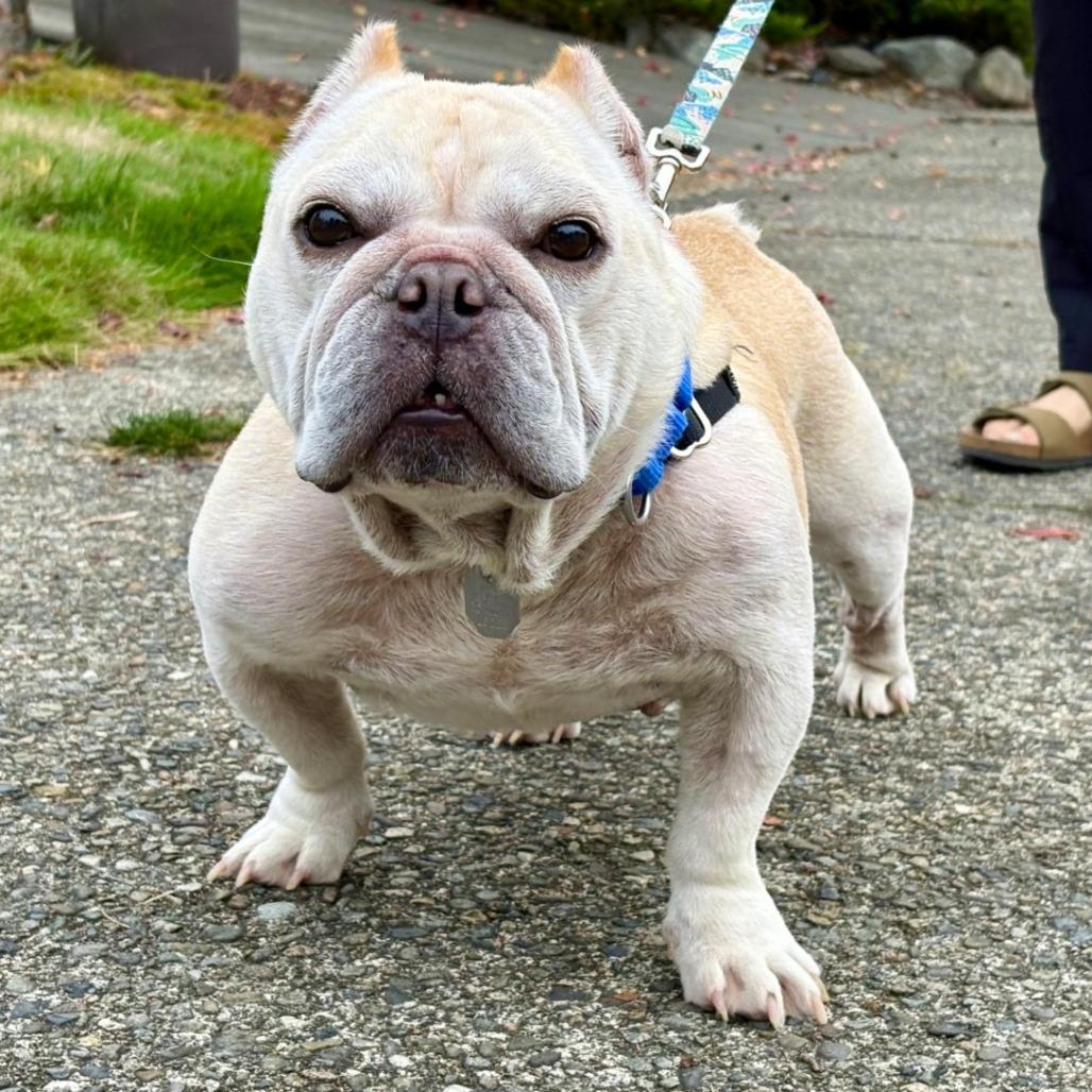 Sassy Pants, a Adoptable mixed breed in Woodinville, WA image 2/6