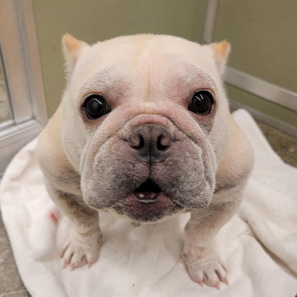 Sassy Pants, a Adoptable mixed breed in Woodinville, WA image 3/6