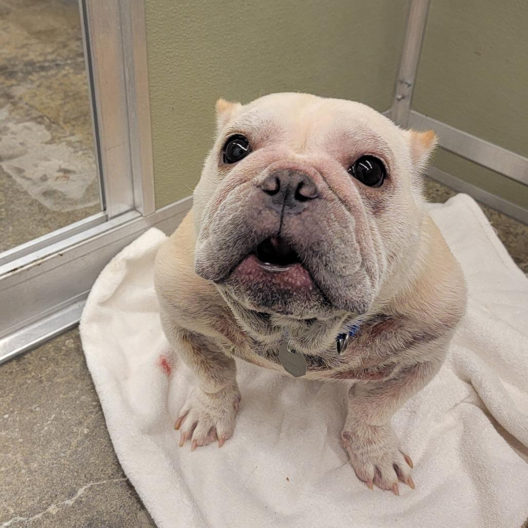 Sassy Pants, a Adoptable mixed breed in Woodinville, WA image 4/6