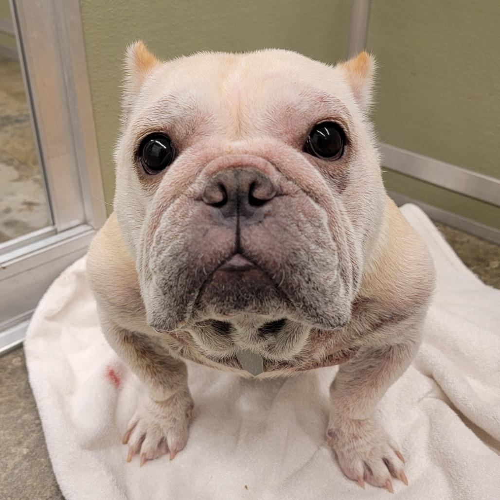 Sassy Pants, a Adoptable mixed breed in Woodinville, WA image 5/6