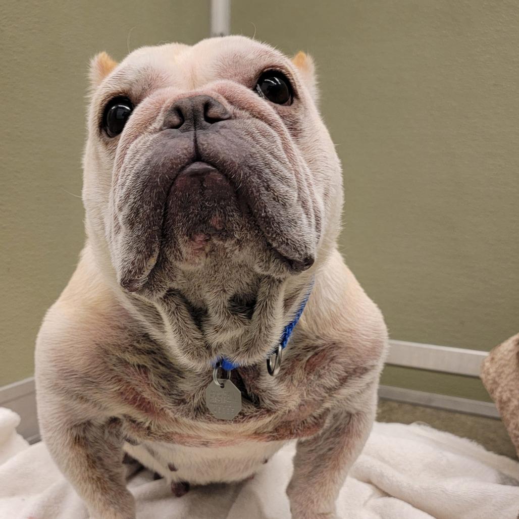 Sassy Pants, a Adoptable mixed breed in Woodinville, WA image 6/6