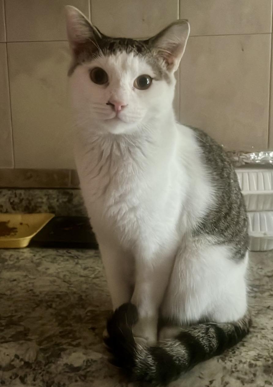 Paquito (Needs Adoption), Adopted, Adult Male American Shorthair.