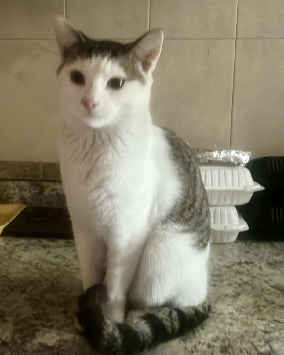 Enlarge Paquito (Needs Adoption), a Adopted American Shorthair in Brooklyn, NY image 2/3