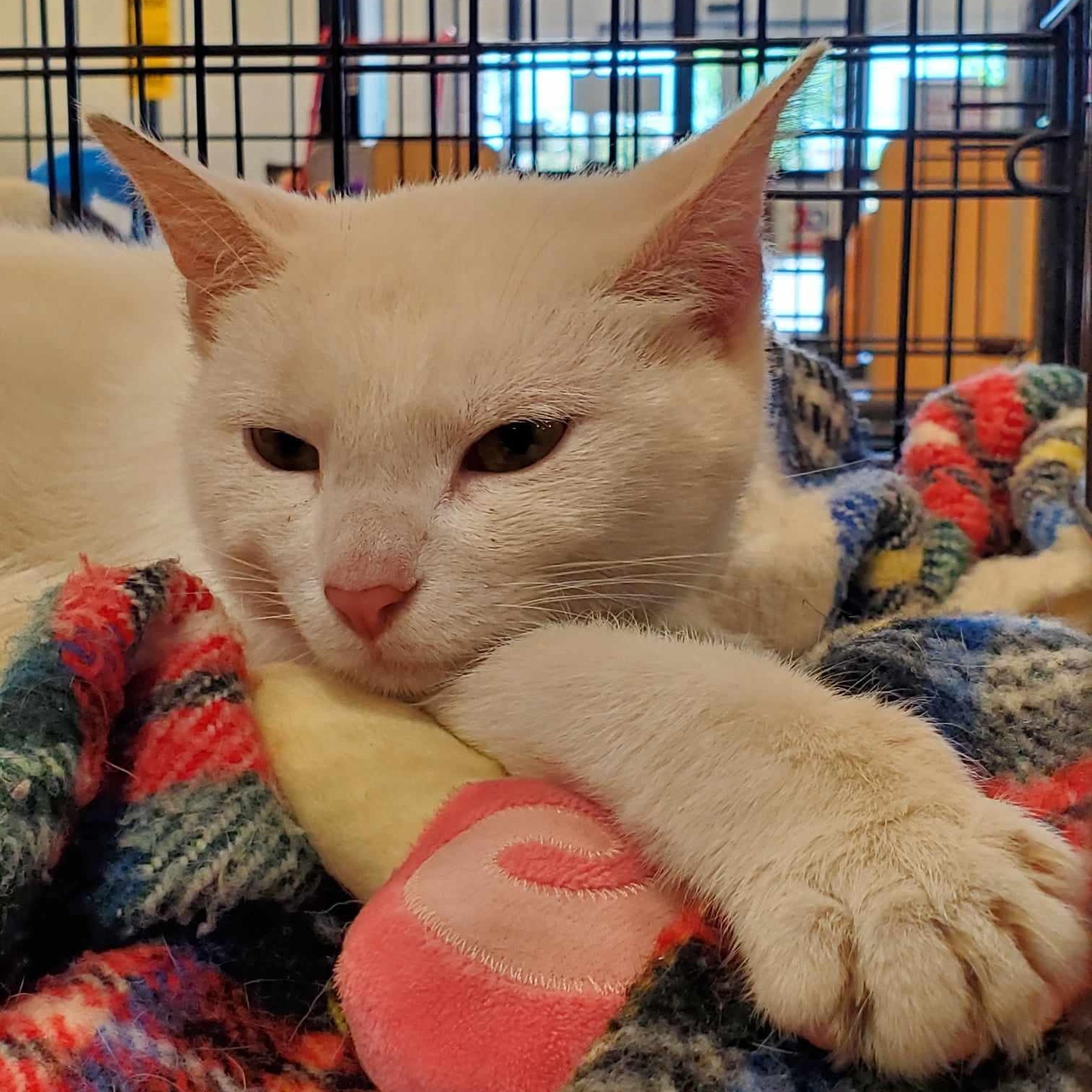 Enlarge Waterford, a Adoptable Domestic Short Hair in Goshen, KY image 1/3