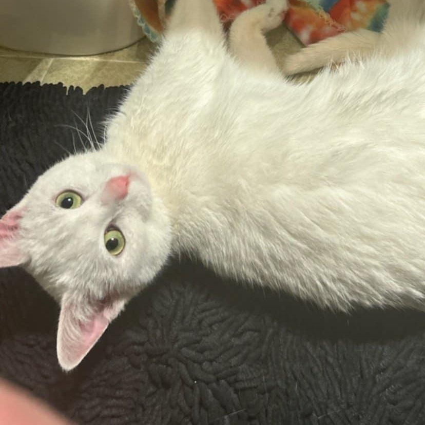 Enlarge Waterford, a Adoptable Domestic Short Hair in Goshen, KY image 2/3