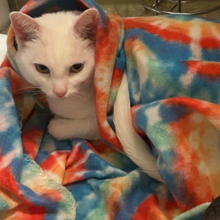 Enlarge Waterford, a Adoptable Domestic Short Hair in Goshen, KY image 3/3