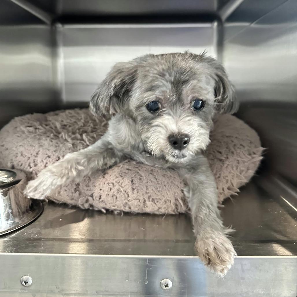 Chewy, Adoptable, Senior Female Shih Tzu.